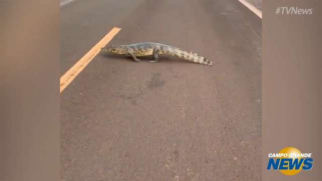 Família de jacarés atravessa a BR-262 para fugir do fogo no Pantanal