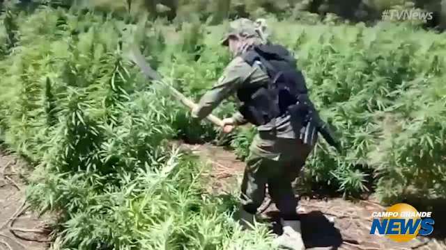 Paraguai destrói lavouras de maconha perto da fronteira