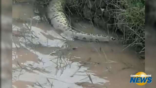 Morador encontra sucuri morta no lago do Parque das Nações Indígenas