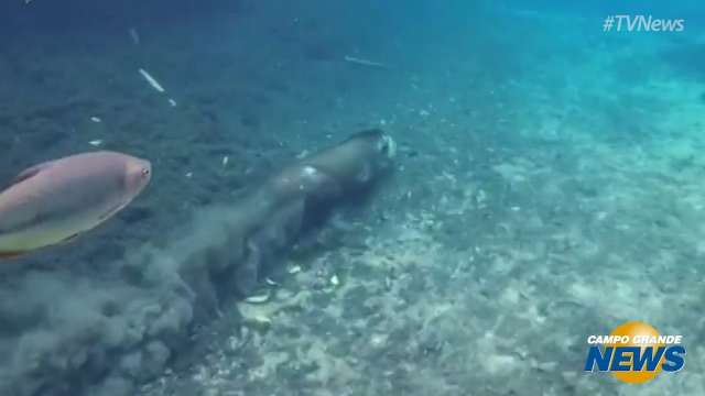 Anta é rápida no fundo do rio e esse vídeo vai provar