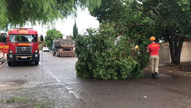 Após 48 horas de temporal, bombeiros ainda tiram árvores de ruas do Zé Pereira