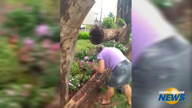 Mulher é repreendida ao furtar flores do canteiro central em Mundo Novo