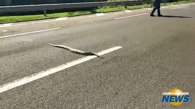 Vídeo mostra travessia de jiboia em rodovia