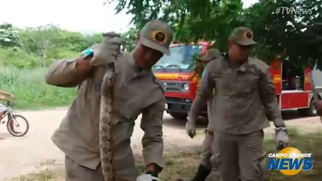 Jiboia de um metro e meio sobe em árvore e assusta moradores em Corumbá