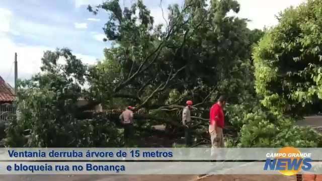 Ventania derruba árvore de 15 metros e bloqueia rua no Bonança