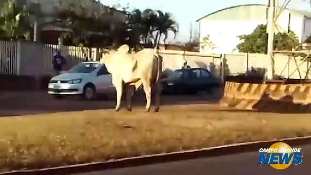 Touro faz &#39;passeio&#39; em canteiro da avenida Guaicurus e assusta motoristas