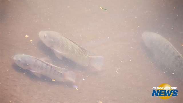 Peixes viram atração   no Rio Anhanduí, próximo à Salgado Filho