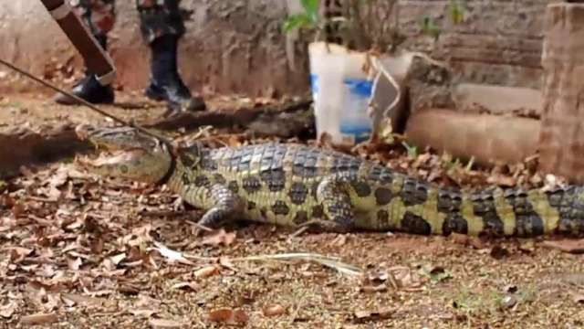 Jacaré que fugiu da lagoa deu um baita susto em morador