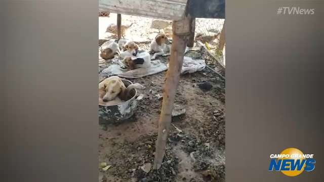 Decat e CCZ resgatam dezenas de cachorros em situação de maus-tratos