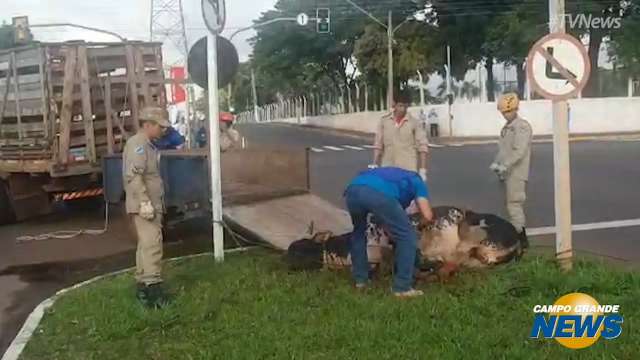 Touro descontrolado é resgatado em avenida