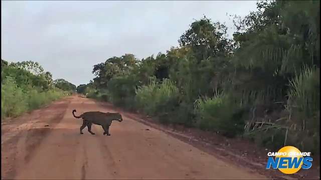 Turistas dão de cara com onça pintada na Estrada Parque Pantanal