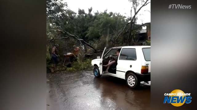 Ventos de 48km/h derrubam árvores em Maracaju