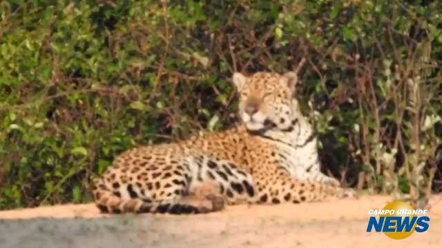 Onça Pintada é flagrada descansando em praia no Pantanal