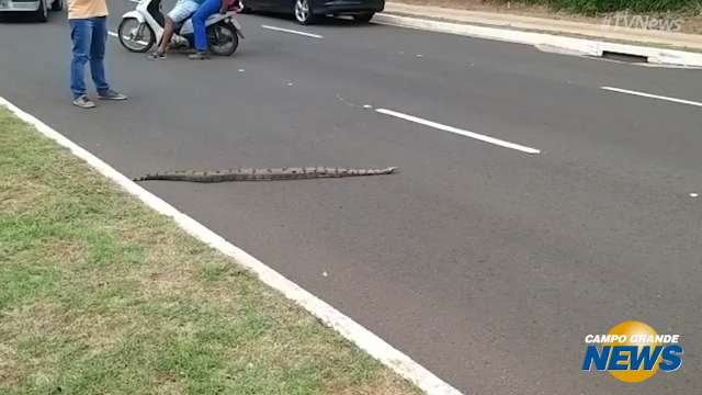 Jiboia para o trânsito para atravessar avenida no Parque dos Poderes