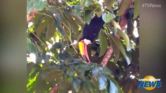 Tucano ficou preso em linha de pipa no bairro Zé Pereira