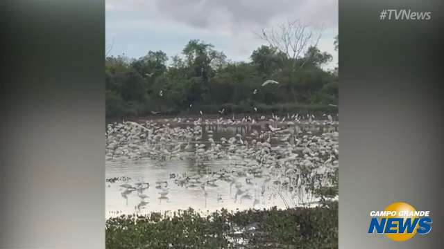 Chuva extingue chamas e, um dia depois, garças mostram Pantanal que resiste