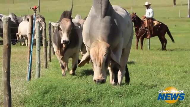 ‘Terra Boa’ quer recuperar 2 milhões de hectares de pastos