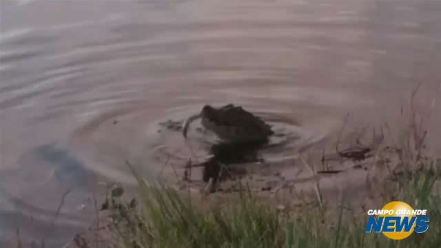 Morador flagra jacaré caçando na Lagoa Itatiaia