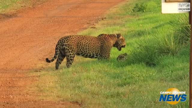 Flagrante de casal de onças no Refúgio Ecológico Caiman