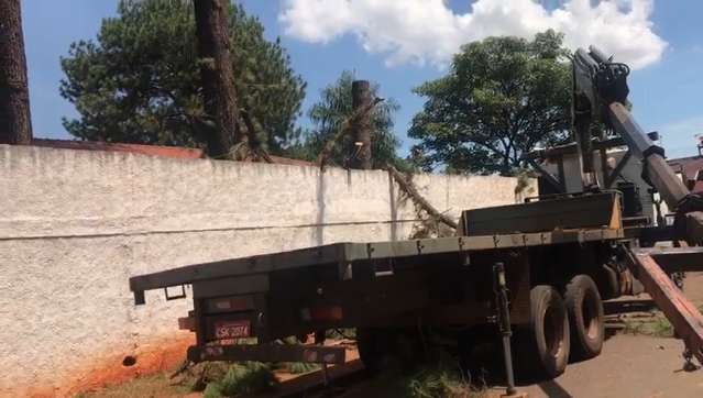 Corte de árvores salva estrutura de escola, mas acaba com morada de corujas