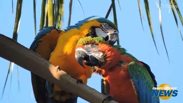 Raridade: as araras híbridas que só existem em Campo Grande