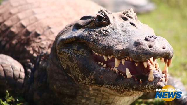 Vizinho indesejado, jacaré causa medo em bairros da Capital