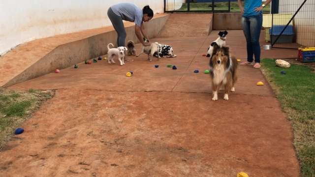 Para ajudar os pais ocupados, a gente testou serviços de creche para cachorro