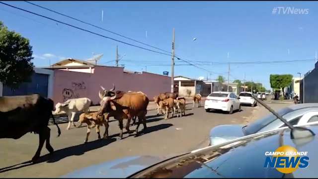 Leitor registra bois &#34;passeando&#34; na Rua Peruíbe