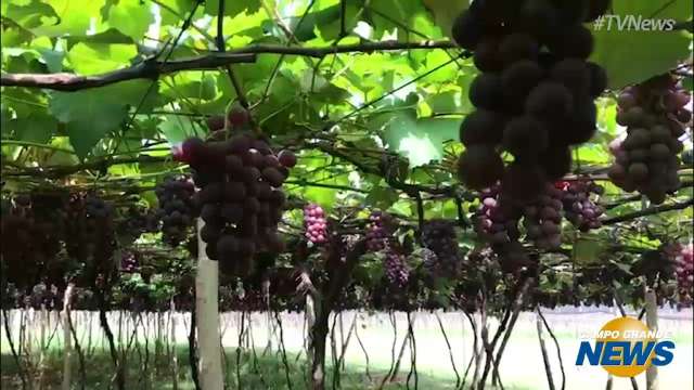 Plantação de uvas sextuplica em MS