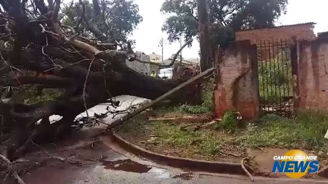 Árvore despenca em cruzamento no Taquaral Bosque