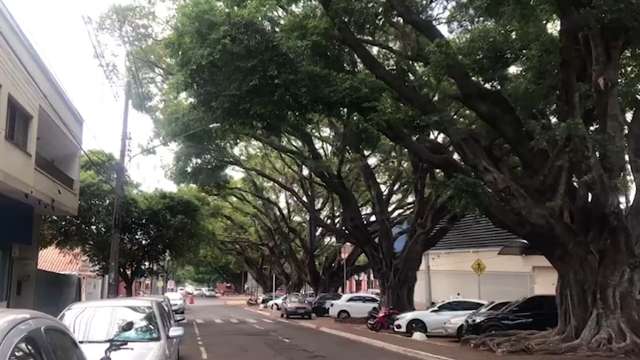 Mais de 40 árvores recebem manutenção em canteiros de avenidas no Centro