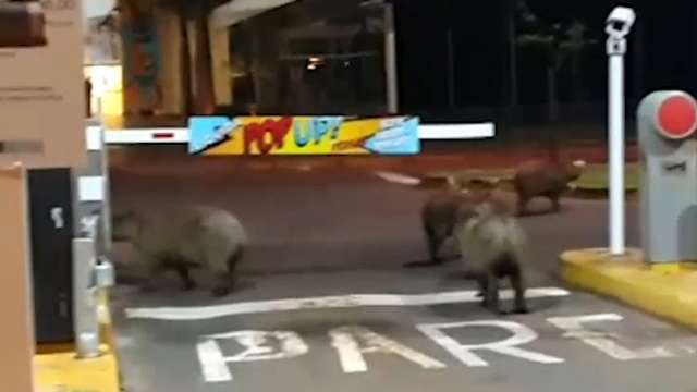 Leitora flagra grupo de capivaras passeando em estacionamento de shopping