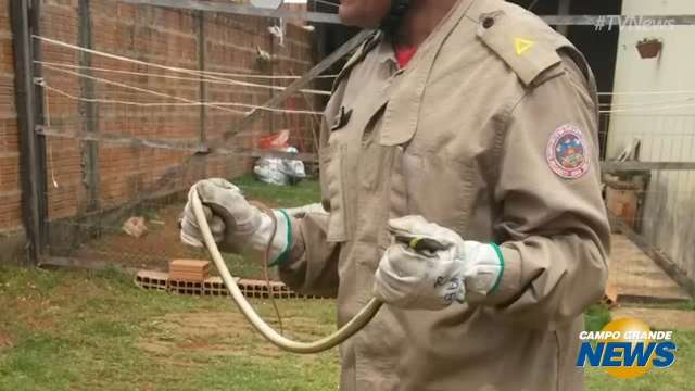 Família &#39;abandona&#39; casa infestada de cobras e aciona Corpo de Bombeiros