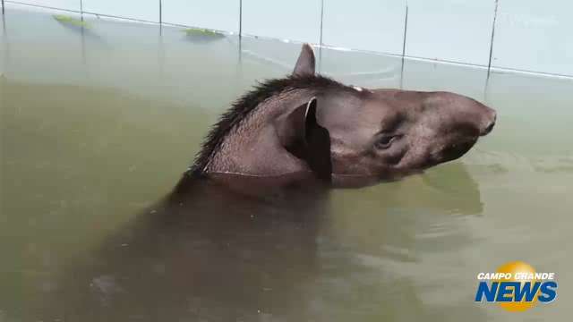 Anta de 200 quilos cai em piscina e é resgatada após doze horas; veja o vídeo