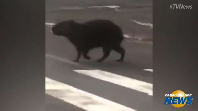 Capivara atravessa na faixa de pedestre em Campo Grande