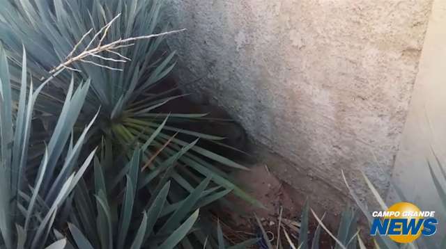 Capivara fujona invade condomínio e dá “baile” em policiais