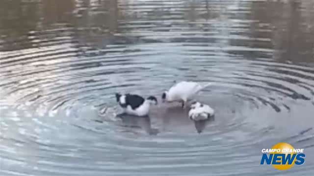 É tanta areia no lago que patos caminham em vez de nadar