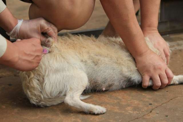 Agentes de saúde percorrem bairros para vacinar cães e gatos contra a raiva