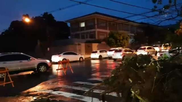 Agetran interdita Rua Antônio Maria Coelho após queda de árvore