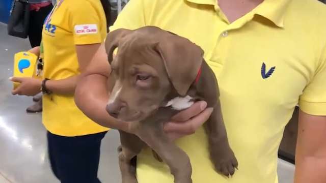 Para cães rebeldes, Doutor Pet mostra que qualquer cachorro tem jeito