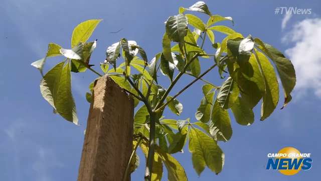 Prefeitura reforça arborização da cidade com plantio de 3 mil mudas