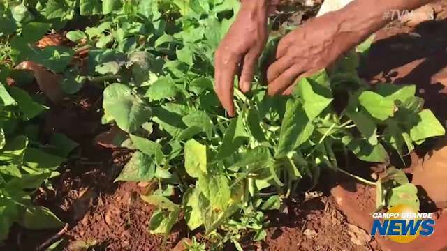 Câmara discute projeto que quer transformar terrenos baldios em hortas urbanas