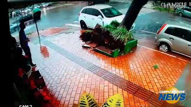 Vídeo mostra momento em que árvore cai e fecha rua do Centro