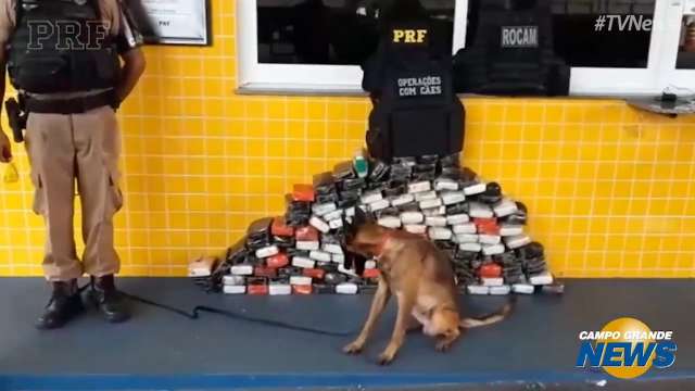 Cães farejadores encontram carga de cocaína que saiu de Dourados