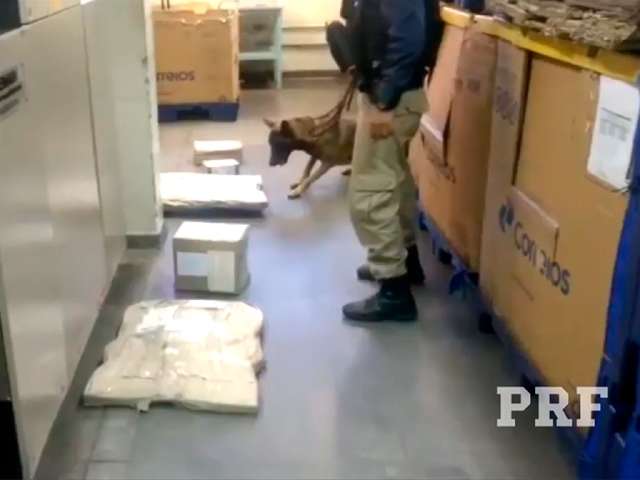 Cães farejadores durante ação nos Correios