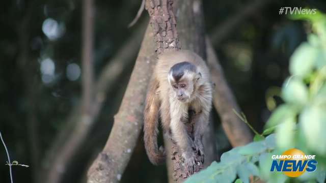 Macacos não têm culpa por febre amarela, alerta quem vive perto deles