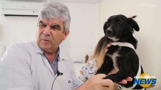 Veterinários dão dicas de como proteger seu pet dos fogos de artifício