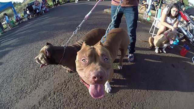 Para acabar com fama de violenta da raça, criadores fazem encontro de Pitbulls