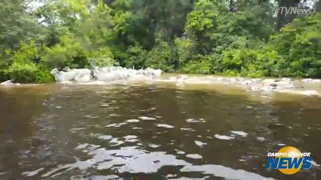 Gado atravessa rio com água no pescoço para fugir de cheia no Pantanal