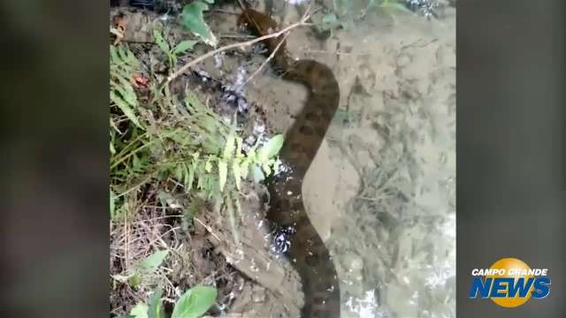 Turistas flagram sucuri no balneário municipal de Bonito